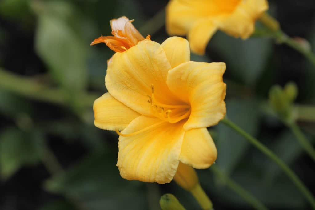 Stella D'Oro daylily growing in the garden