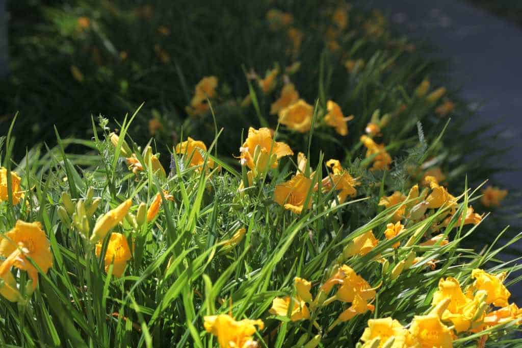 Stella de Oro daylilies growing in a large group