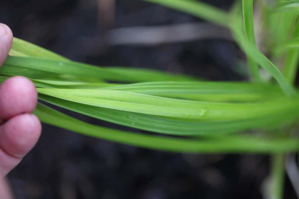 a hand holding Stella D'Oro daylily leaves 