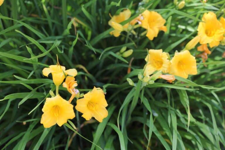 Stella D'Oro Daylily Care- Growing And Care - Farmhouse &amp; Blooms