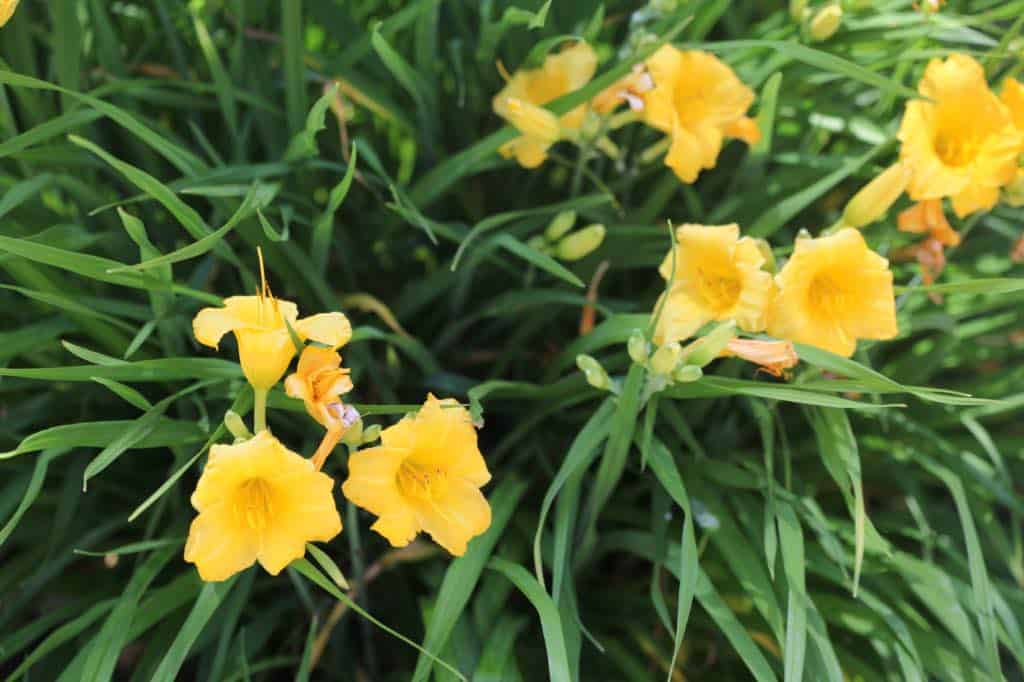 Stella D'Oro daylily with flower scapes in different stages of growth