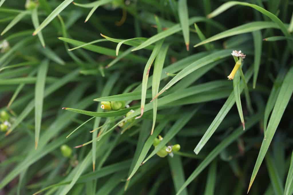 Stella D'oro with seed pods forming, along with deer munched blooms