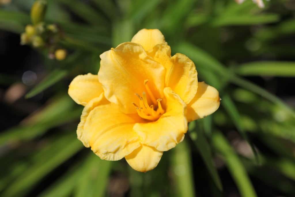 a stella de oro daylily flower