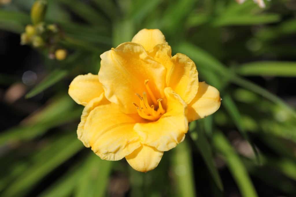 Stella DOro Daylily Care- Growing And Care