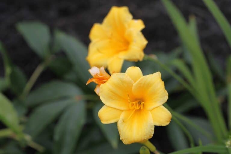 Stella D'Oro Daylily Care- Growing And Care - Farmhouse &amp; Blooms