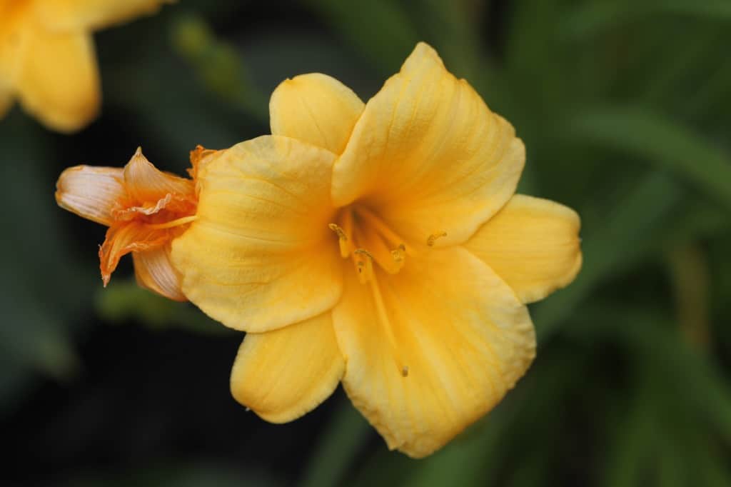 a Stella D'Oro bloom growing in the garden