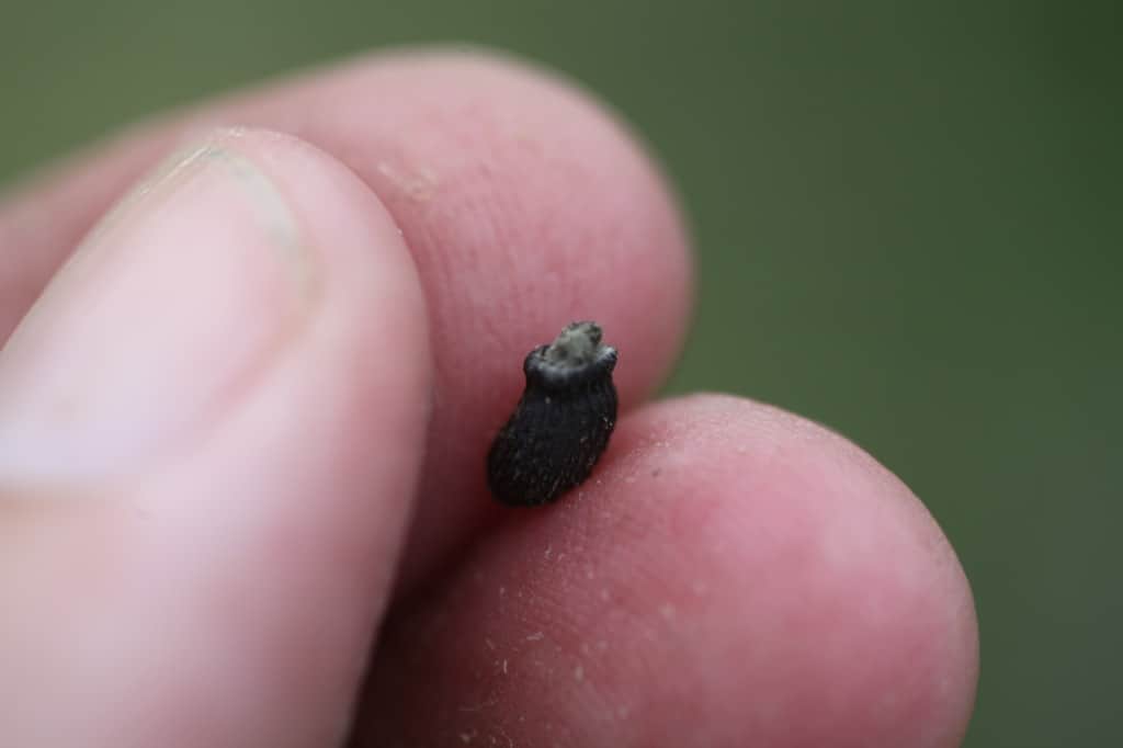 a hand holding a black seed, removed from the seed head