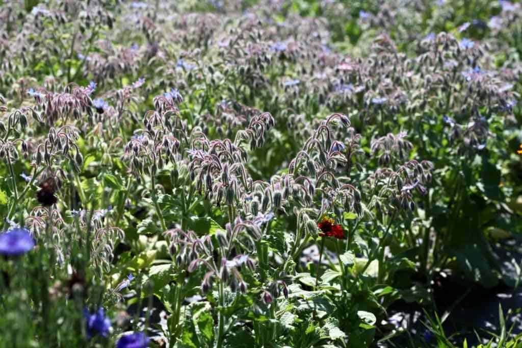 a large patch of borage in the garden