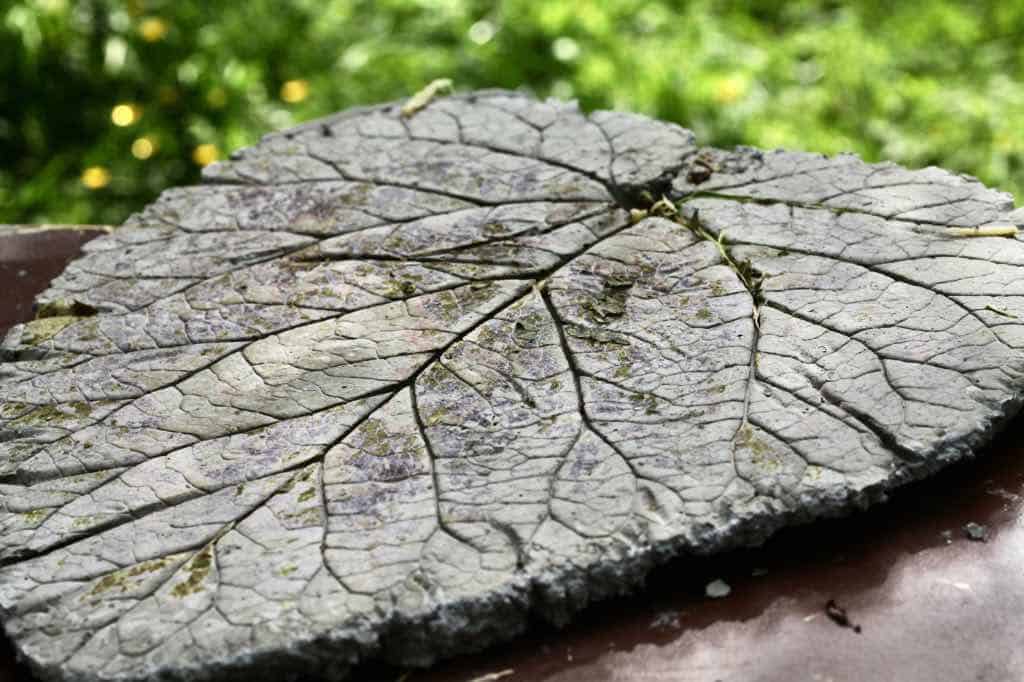 a concrete stepping stone made from a large rhubarb leaf