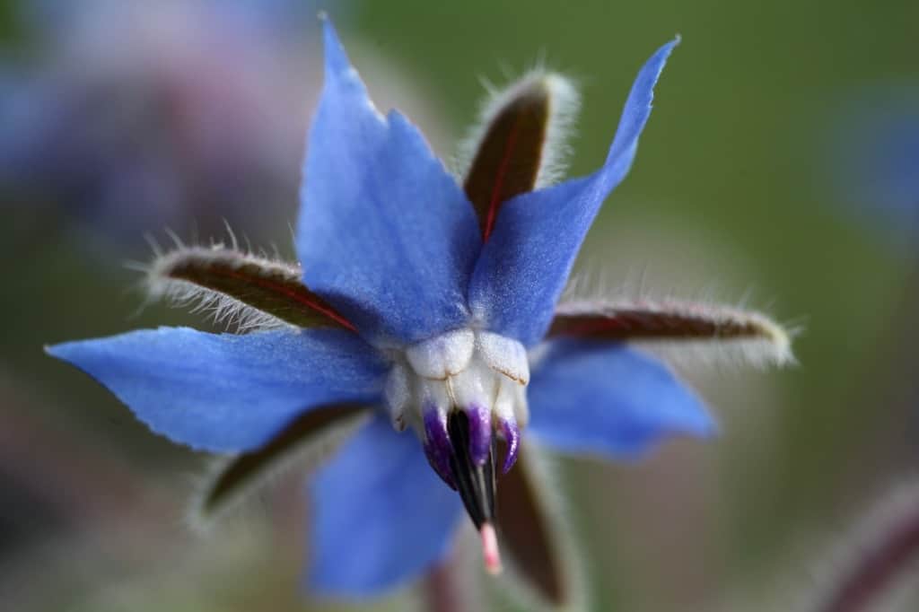  a bright azure blue borage flower against a blurred background
