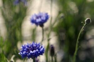 Growing Bachelor Buttons In Containers- Planting And Care | Farmhouse ...