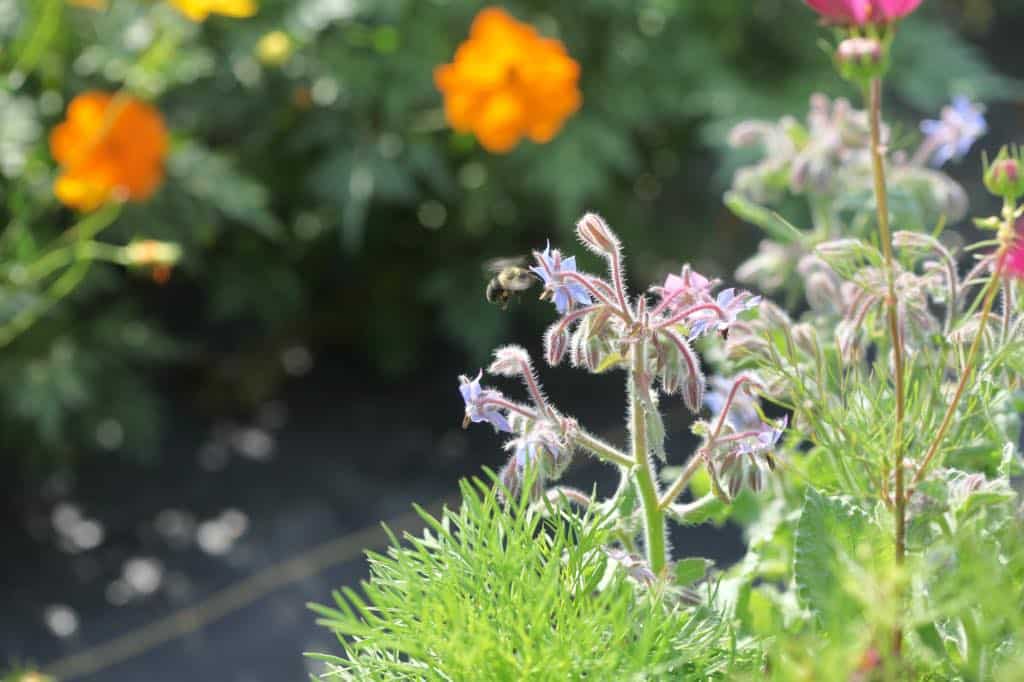 a bee on a borage plant