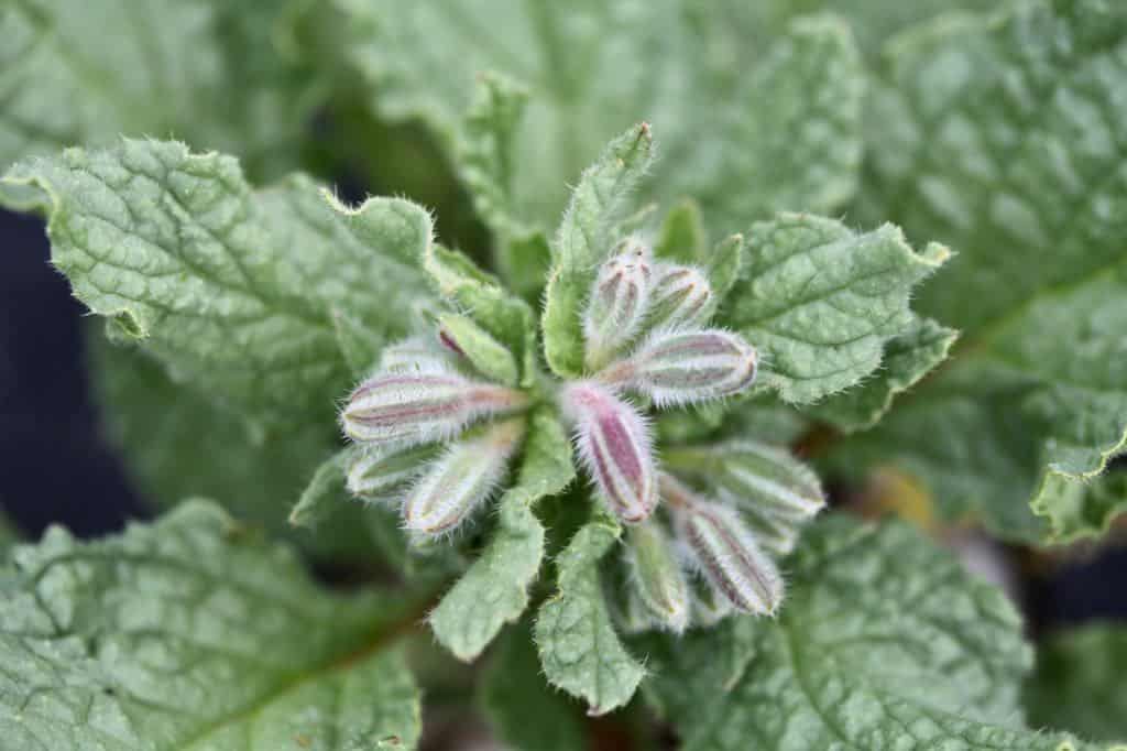 borage almost ready to flower with swelling flower buds