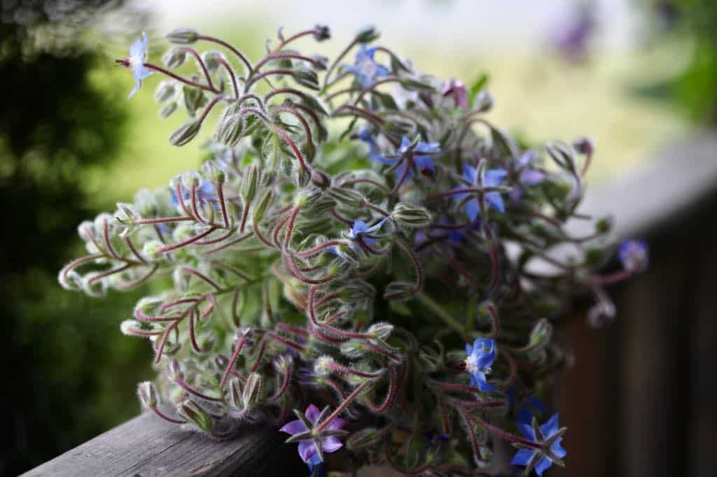 a bouquet of borage on a wooden railing, showing how to grow borage from seed