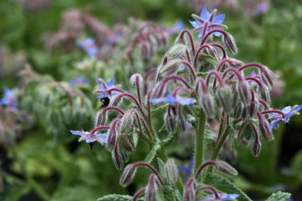 borage plants in the garden, showing how to grow borage from seed