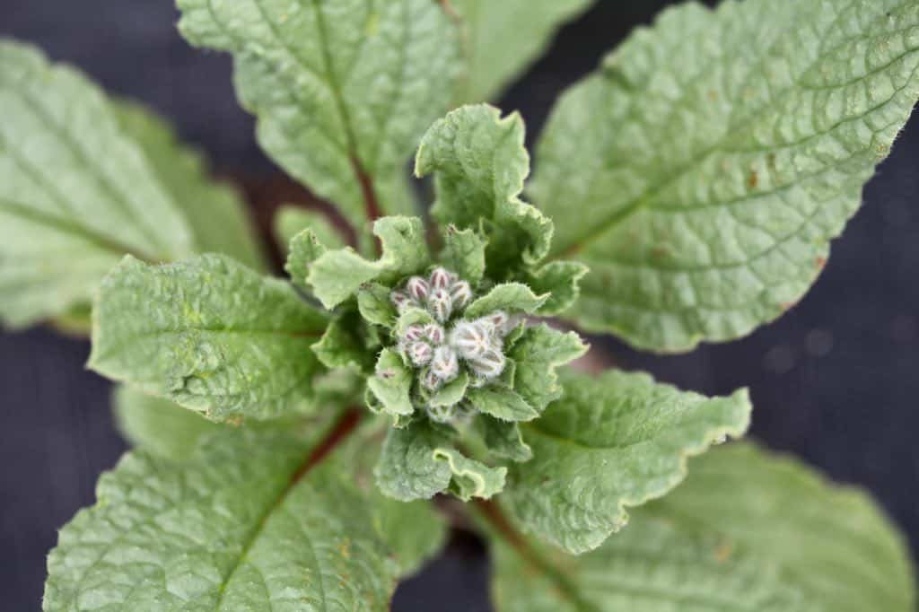 borage starting to bud, showing how to grow borage from seed