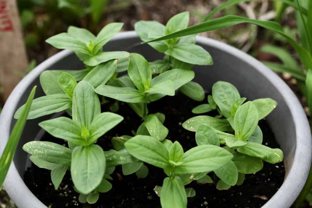 zinnia seedlings growing in a grey pot, discussing zinnia care in pots