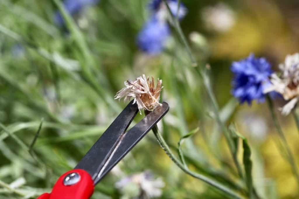 deadheading spent bachelor button blooms with scissors