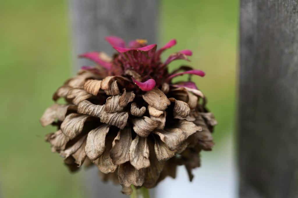 a brown and spent zinnia flower