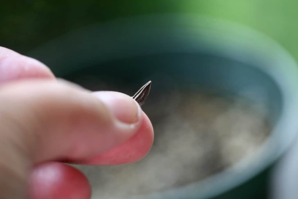 a hand holding up a zinnia seed to be planted in a pot, discussing zinnia care in pots