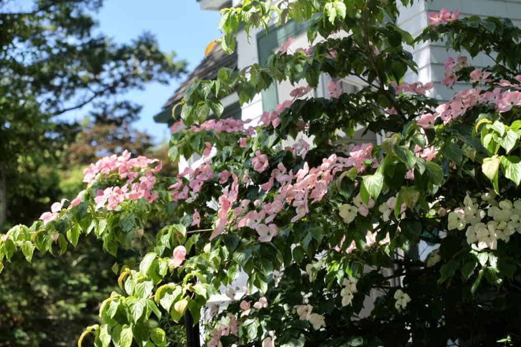 a pink flowering dogwood tree