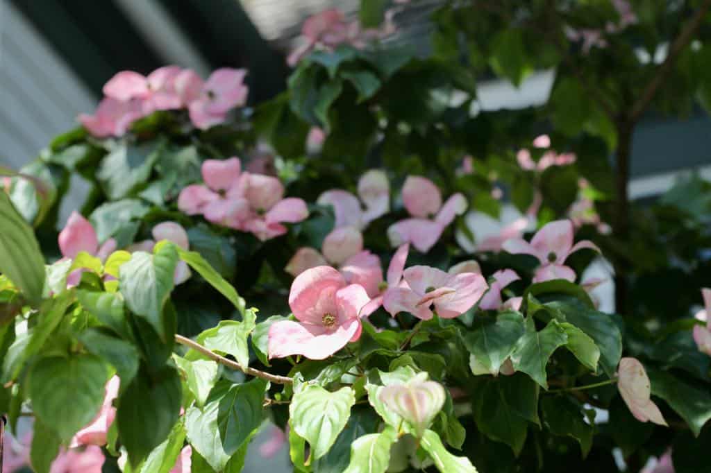 pink flowering dogwoods growing in partial shade