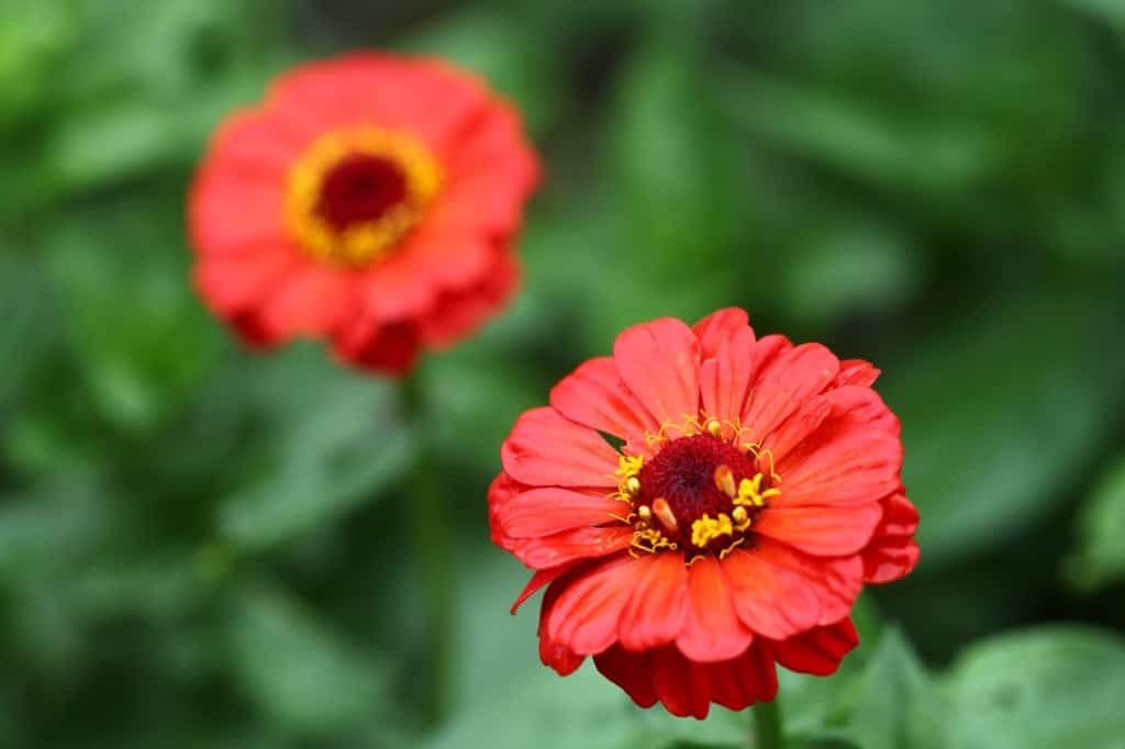 two red zinnias grown in pots