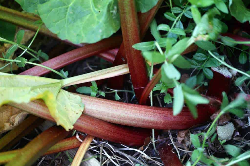 rhubarb stems in the garden
