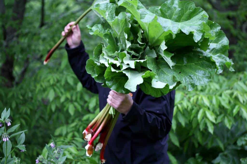 a man holding cut rhubarb stalks