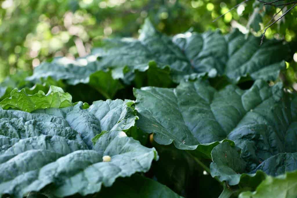 large dark green rhubarb leaves in the rhubarb patch, showing how to grow rhubarb from seed