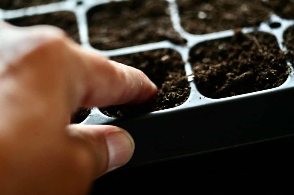 a hand making a hole in a cell of a cell tray filled with soil, showing how to grow rhubarb from seed