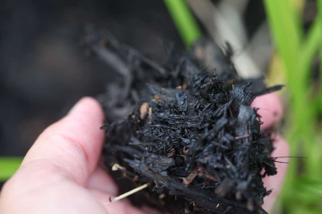 a hand holding black mulch,  showing mulching is a part of Stella D' Oro daylily care
