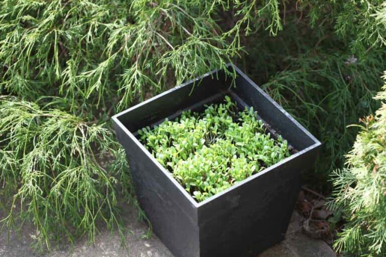 Growing Bachelor Buttons In Containers- Planting And Care | Farmhouse ...