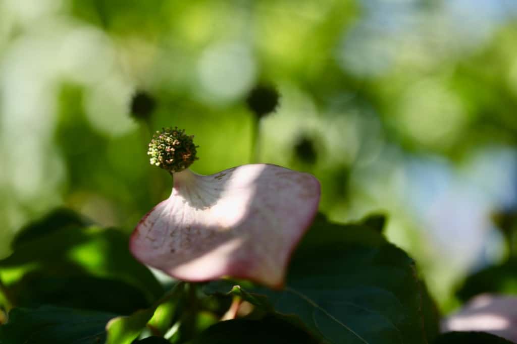 note the berry forming, and one bract remaining on this dogwood tree flower