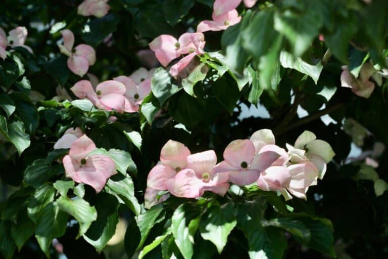 How To Grow A Dogwood Tree From Seed Planting And Care Farmhouse