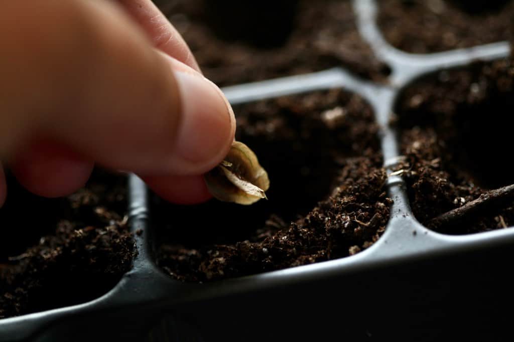 a hand planting a rhubarb seed in a cell tray, showing how to grow rhubarb from seed