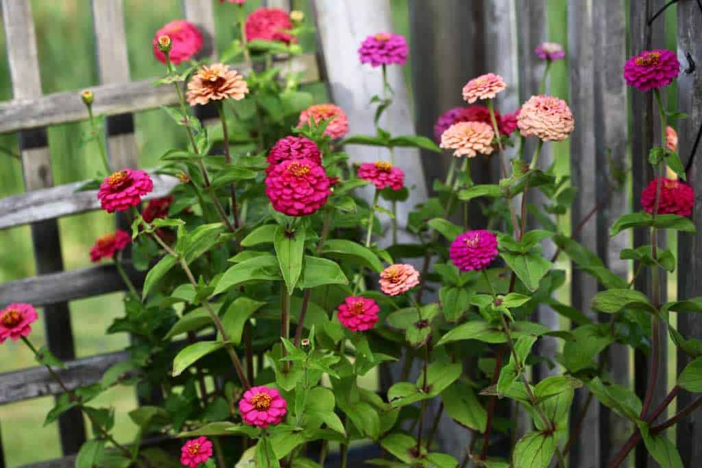 different coloured zinnias growing in a pot