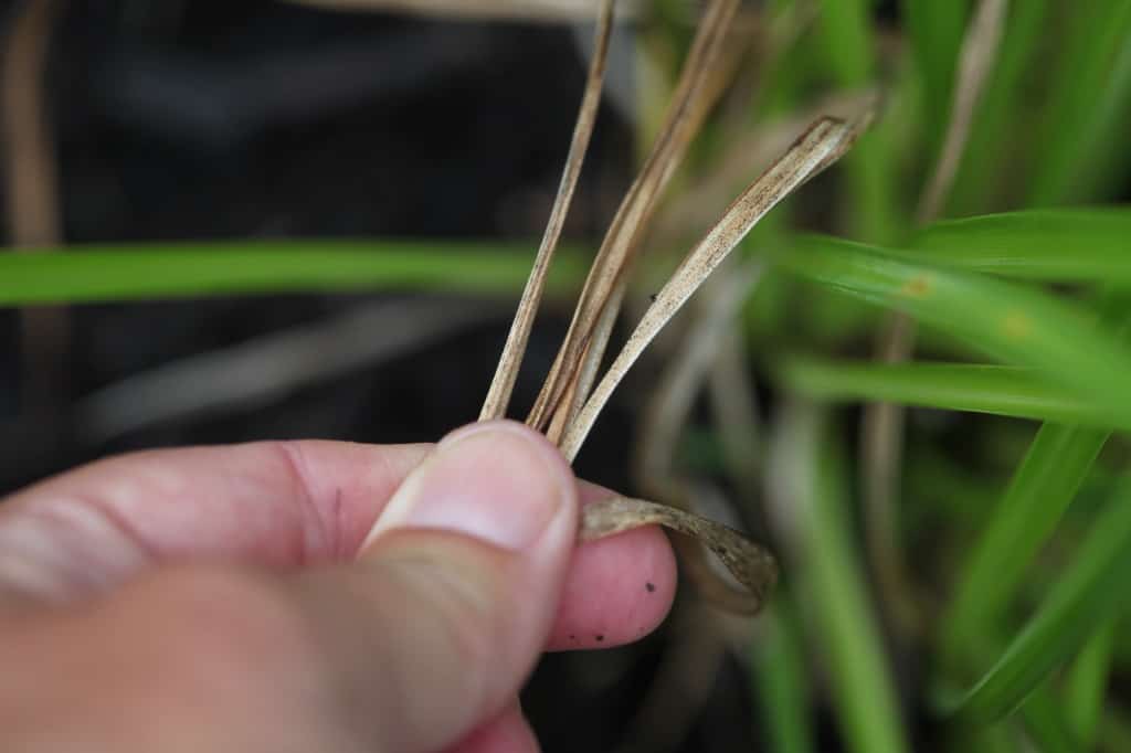 removing dead foliage from a Stella D'Oro daylily,  a part of Stella D' Oro daylily care