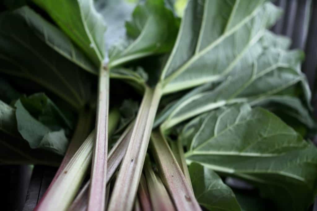 rhubarb stems with leaves