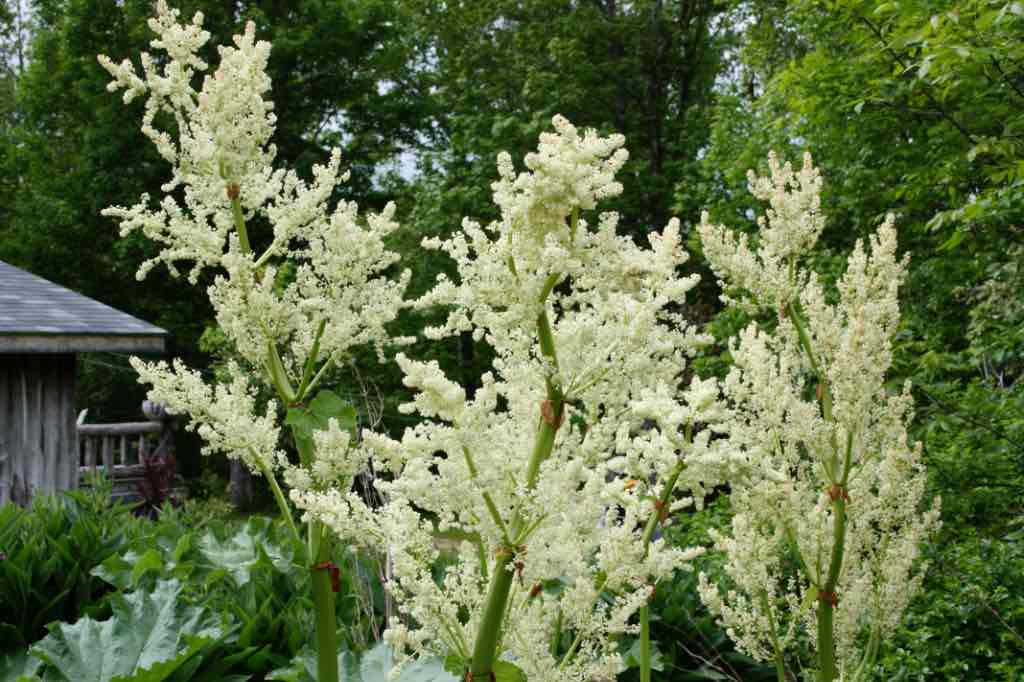 rhubarb flower stalks in the rhubarb patch, , showing how to grow rhubarb from seed