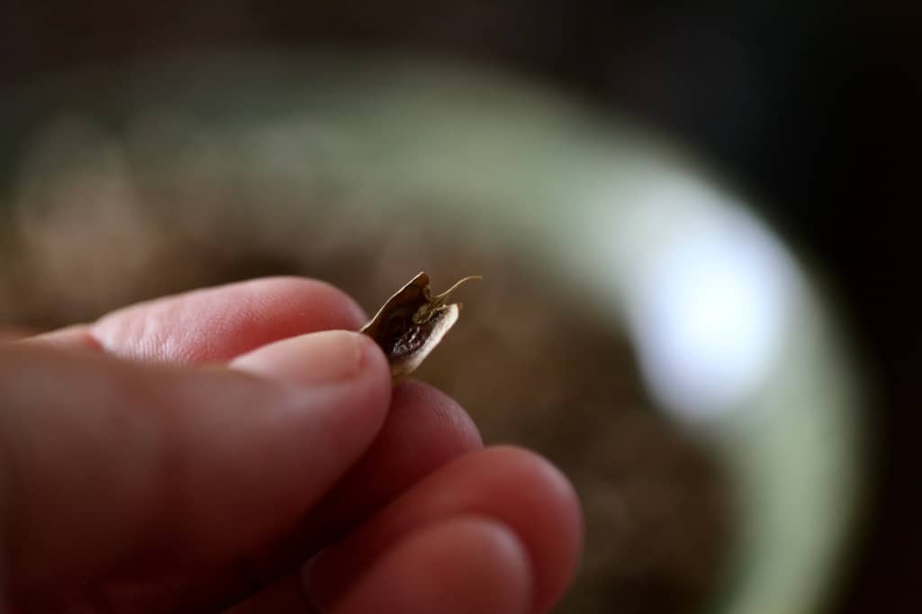 a hand holding a rhubarb seed, showing how to grow rhubarb from seed