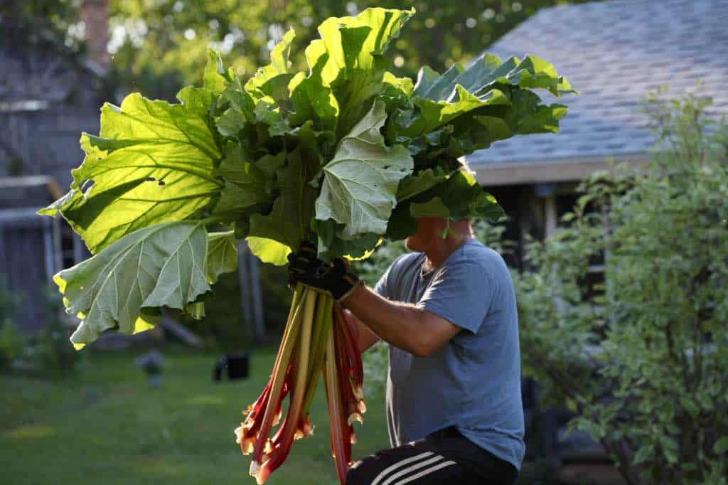 a man holding rhubarb stalks with leaves attached
