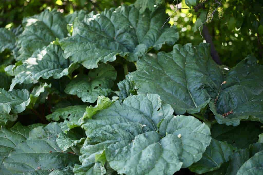 rhubarb plants in the garden