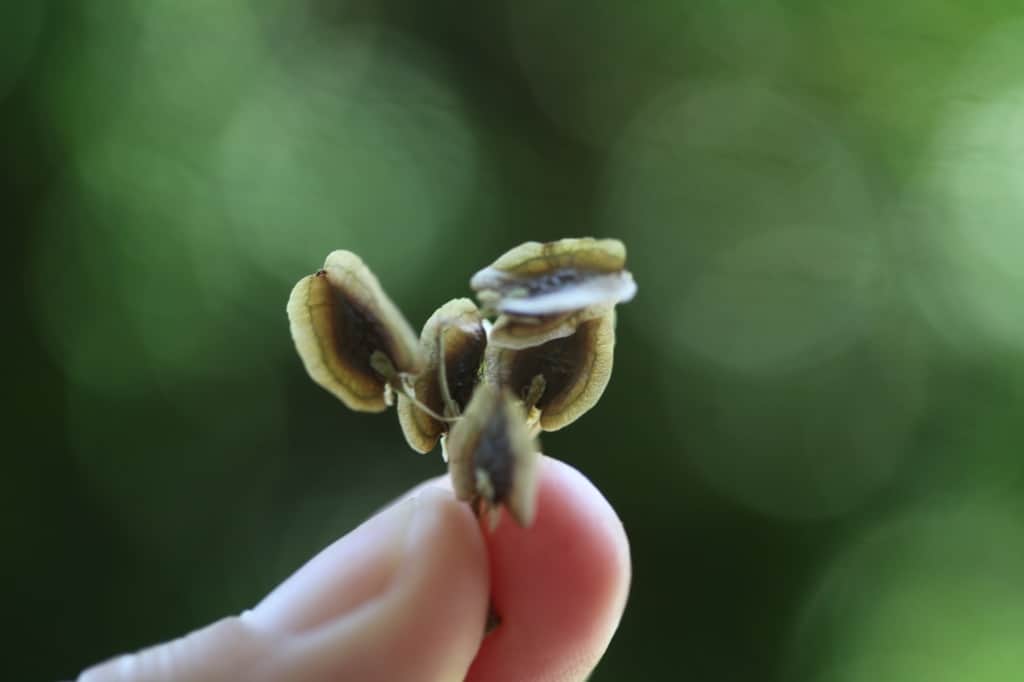 a hand holding up rhubarb seeds, showing how to grow rhubarb from seed