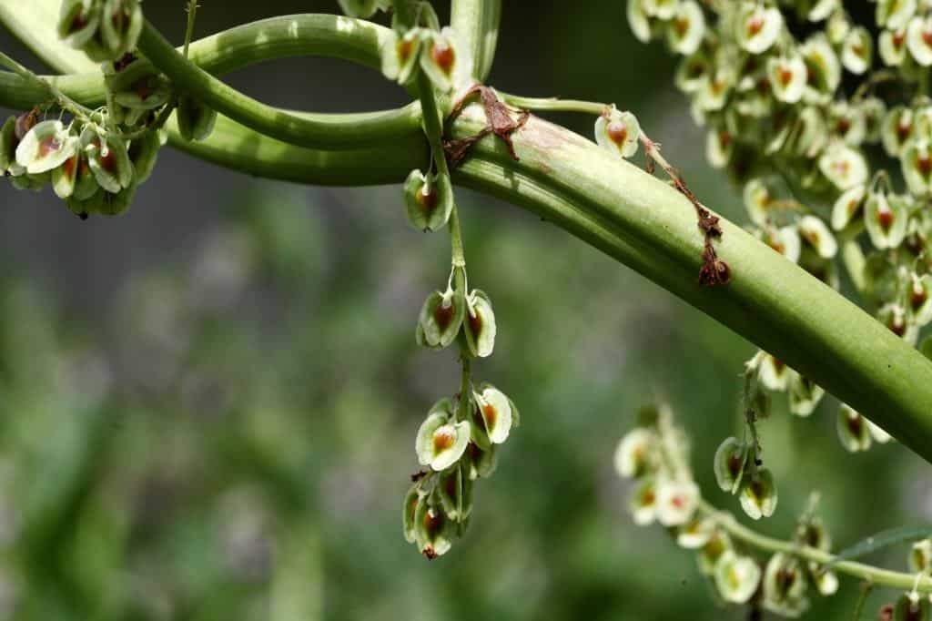 rhubarb seeds forming on the a rhubarb flower stalk, showing how to grow rhubarb from seed