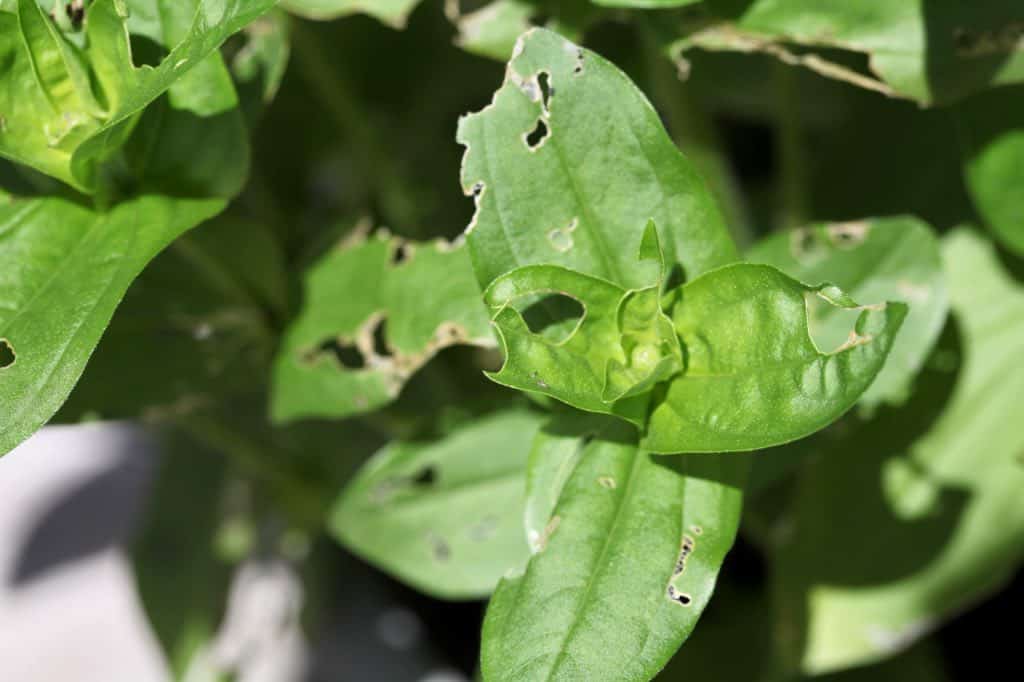 zinnia care in pots, assessing snail damage on potted zinnia leaves