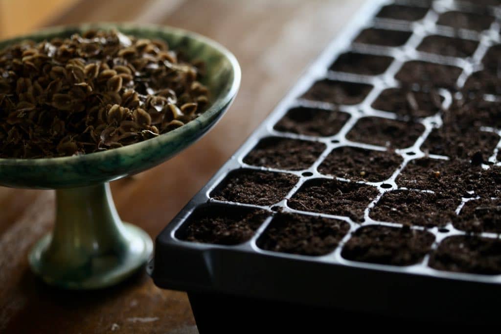 a platter with rhubarb seeds, to plantin a cell tray beside it, showing how to grow rhubarb from seed