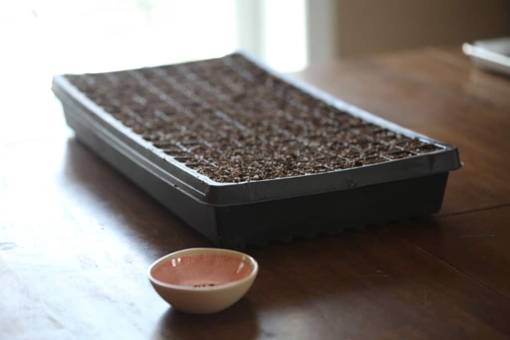 a cell tray for planting seeds filled with soilless mix
