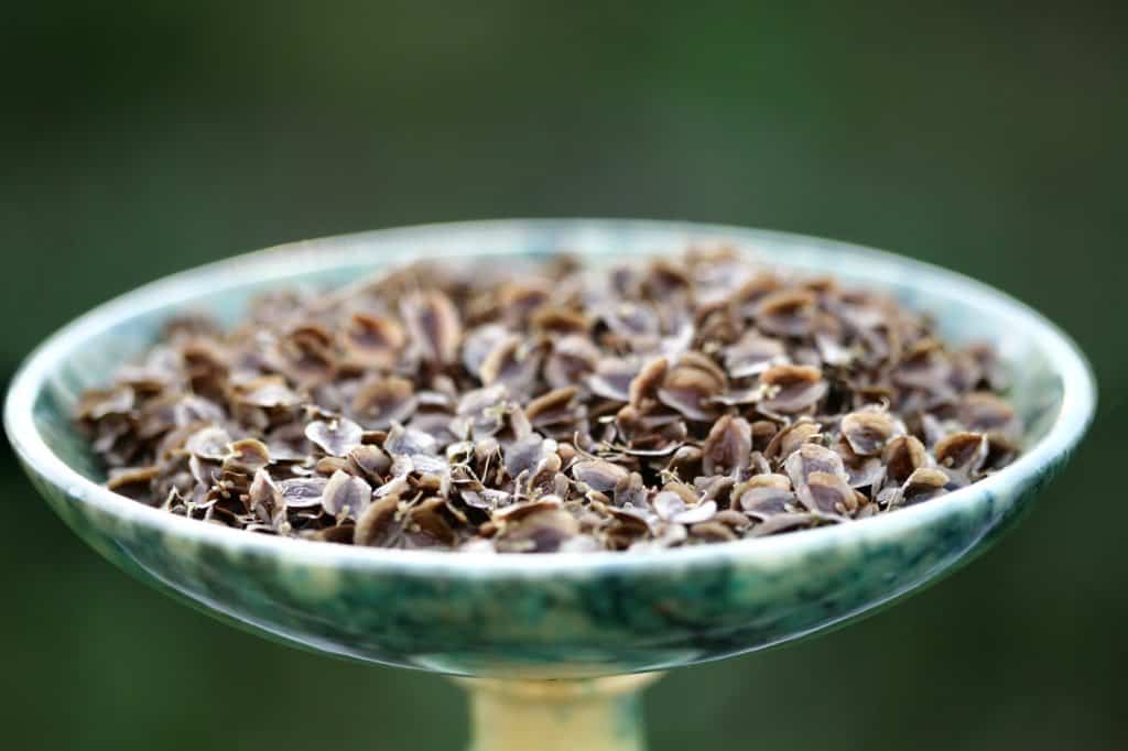 a green platter containing rhubarb seeds for planting