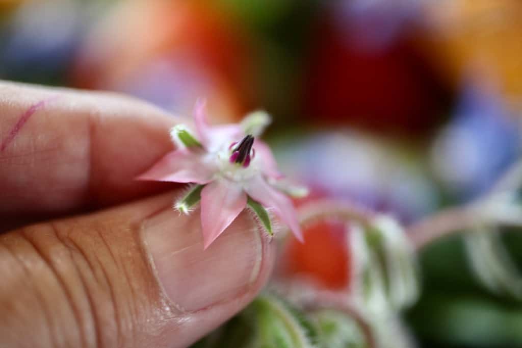 a hand holding a pink borage flower